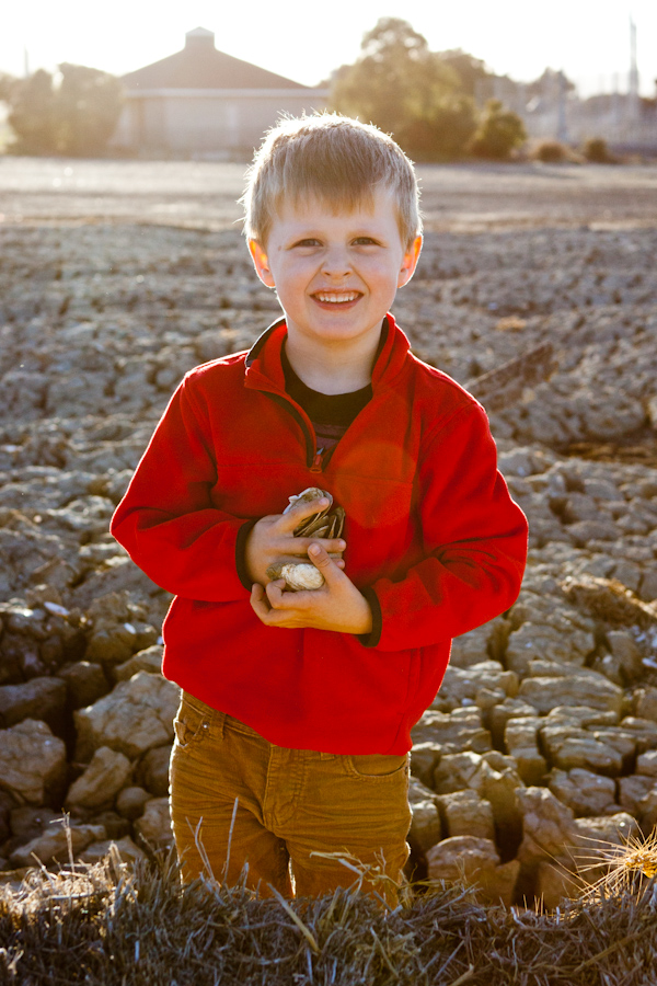 Will with shells 2