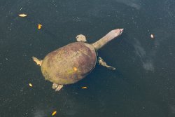 Epcot turtle