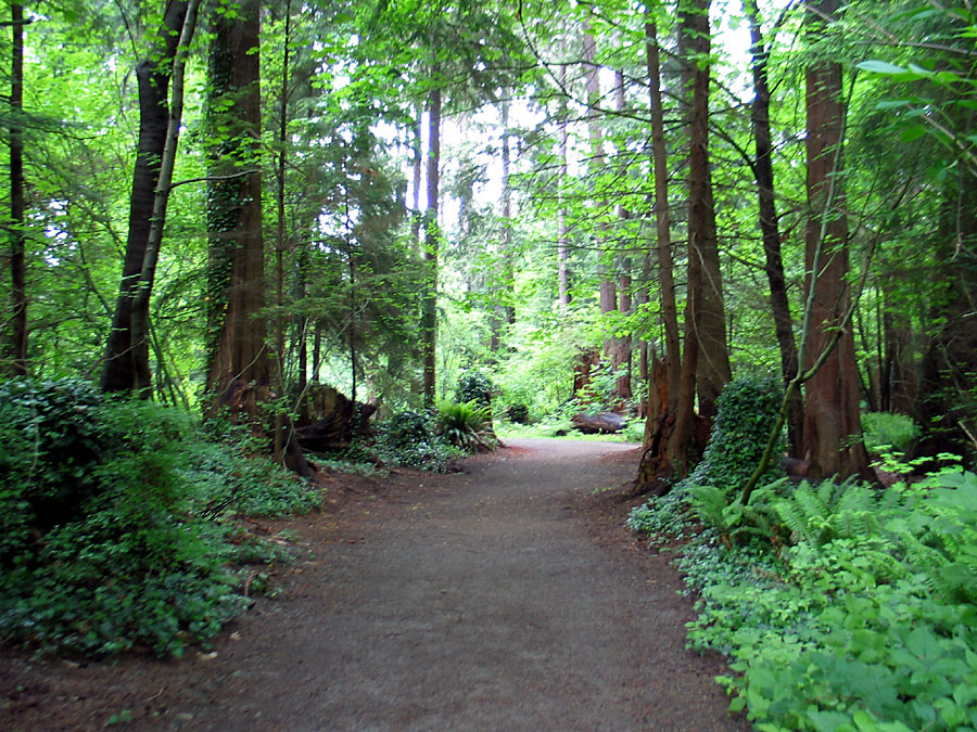 Trail through Stanley Park