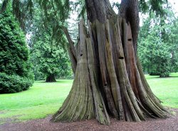 Cool tree