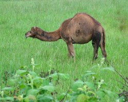 A camel. In Washington state. On an Island.