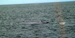 Blue Whale about to dive, showing it's small dorsal fin