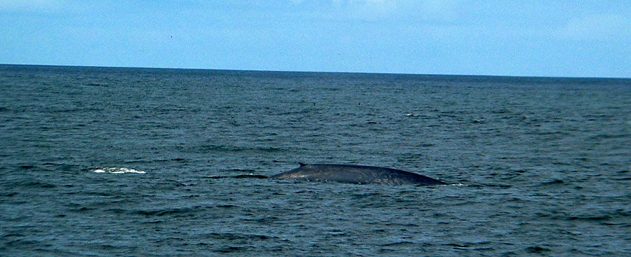 Blue Whale back