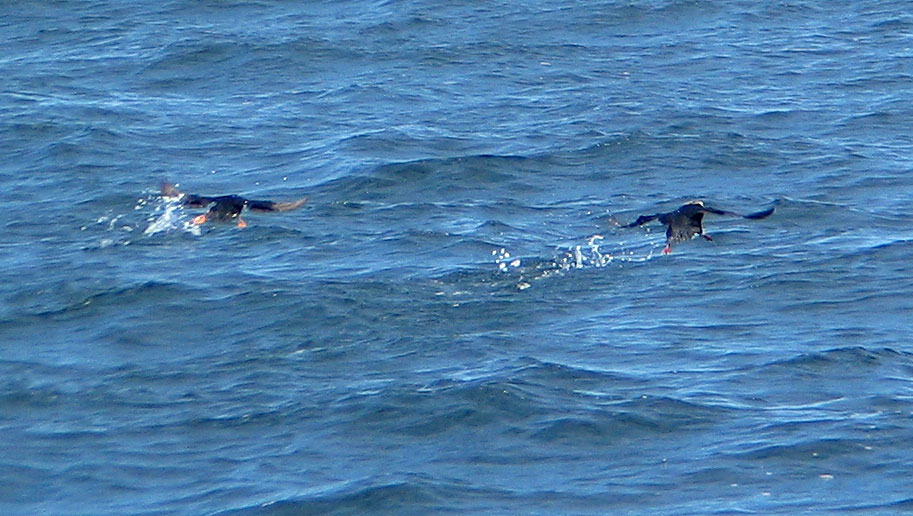 Puffins flying a whopping 20 feet