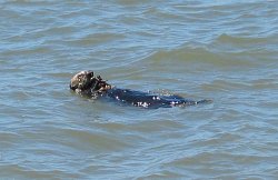 Sea Otter eating... something