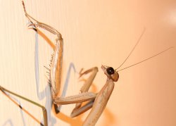 The female mantis