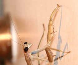 The female mantis from her good side