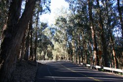 An odd eucalyptus grove