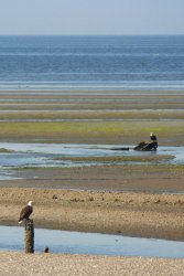 Pair of eagles chilling just south of the Canadian border