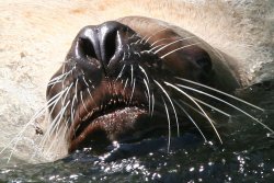 Seal nose in the Vancouver Aquarium