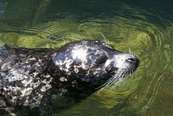 Seal in the Vancouver Aquarium