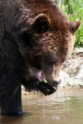 Grizzly Bear eating an apple