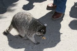 Asian tourists feeding and petting(!) a wild raccoon