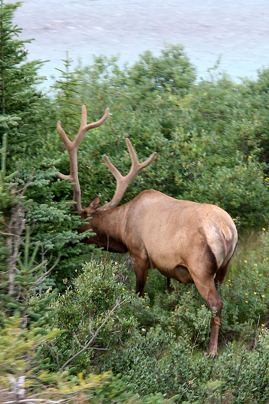 Elk on the side of highway