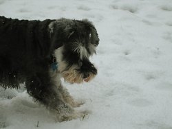 Indy playing in the snow