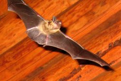 Bats!