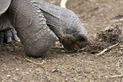 Tortoise tongue!