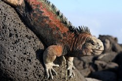 Marine Iguanas