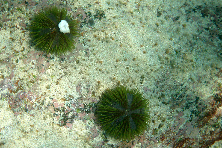 Cool urchins