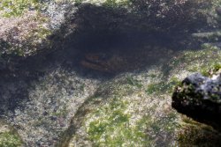 Hiding moray eel