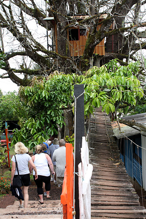 The tree house and suspension bridge