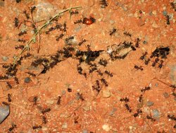Angry ants