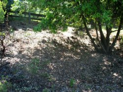 Area that we brushed. This area was entirely filled with manzanita and the tree was solid to the ground.