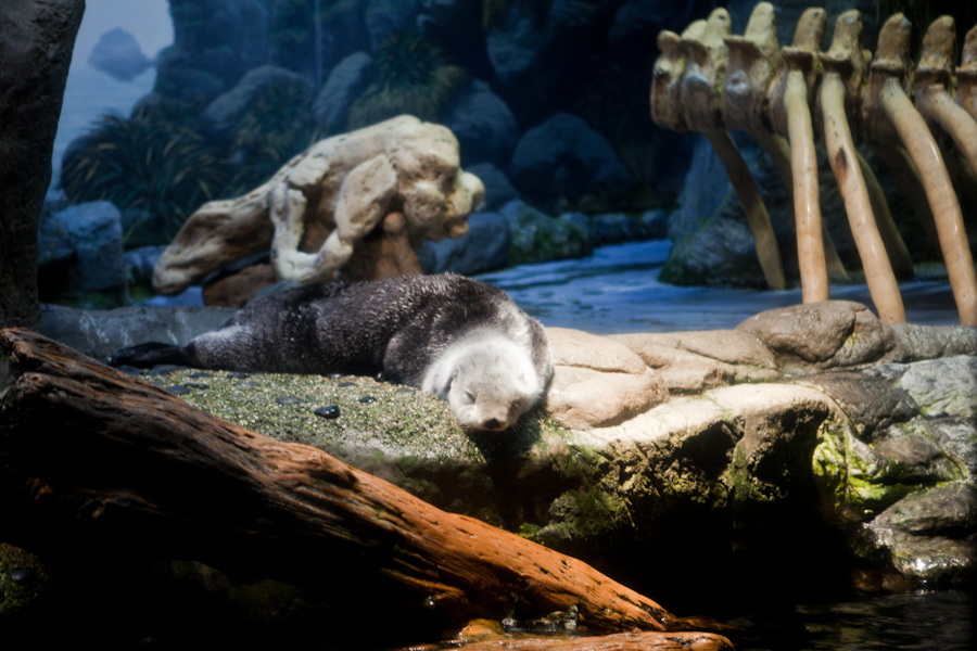 Sleeping otter at the Osaka Aquarium