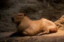 Capybara at the Osaka Aquarium