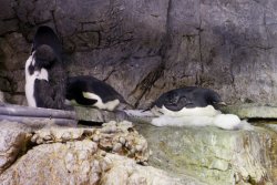 A penguin laying on ice at the Osaka Aquarium