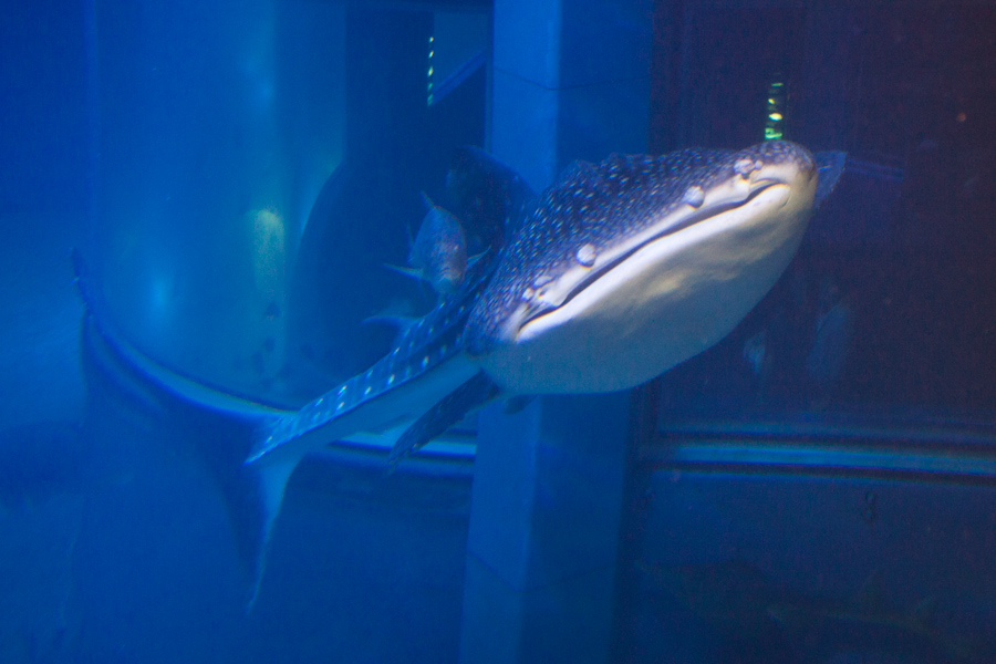 A friggin' whale shark at the Osaka Aquarium
