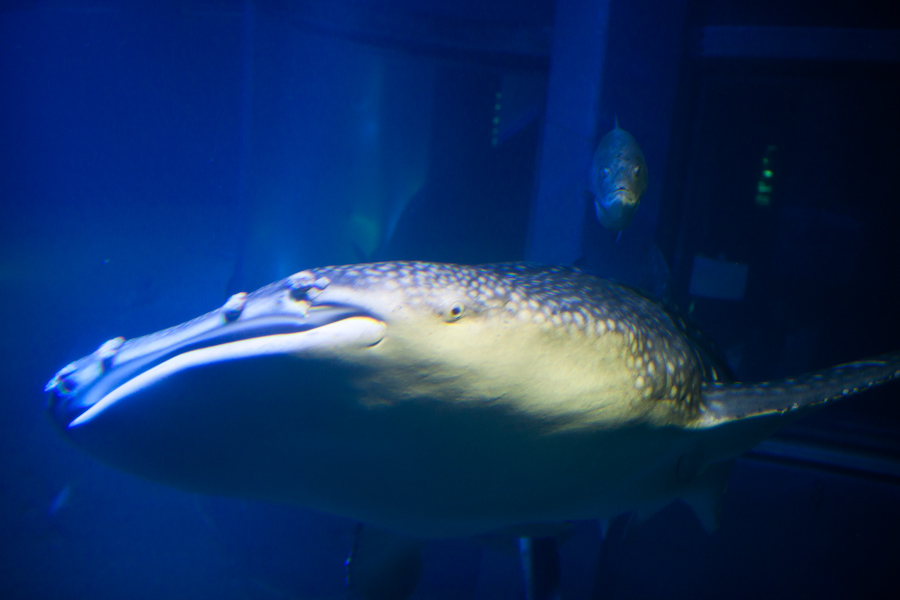 Whale shark at the Osaka Aquarium