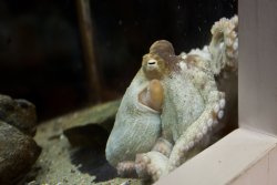 Octopus at the Osaka Aquarium