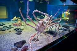 Giant spider crab at the Osaka Aquarium