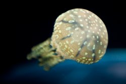 Jellyfish at the Osaka Aquarium