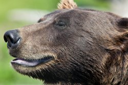 Bear smile at the Alaska Wildlife Conservation Center