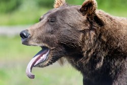 Bear tongue at the Alaska Wildlife Conservation Center