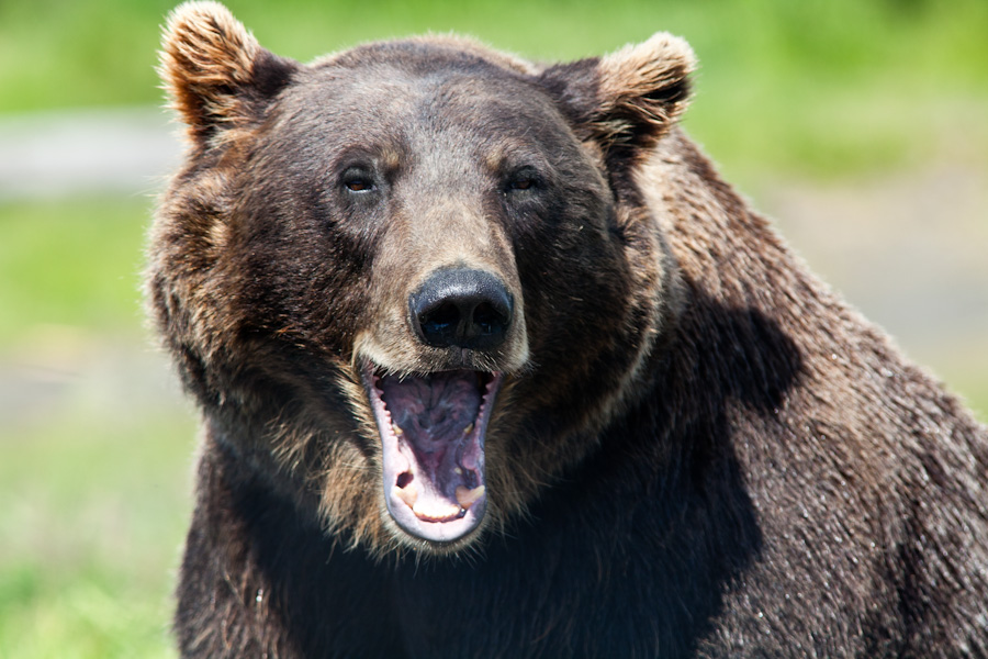 Bear roar at the Alaska Wildlife Conservation Center