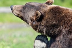 Bear paw at the Alaska Wildlife Conservation Center