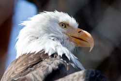 Eagle at the Alaska Wildlife Conservation Center