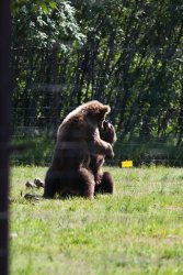 Bear fight at the Alaska Wildlife Conservation Center