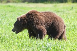 Bear at the Alaska Wildlife Conservation Center