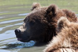 Swimming bears at the Alaska Wildlife Conservation Center