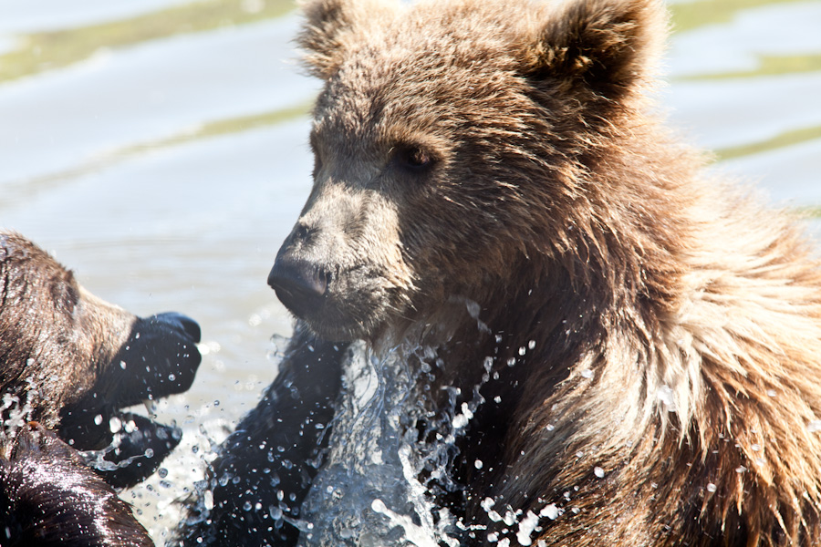 Water fight at the Alaska Wildlife Conservation Center