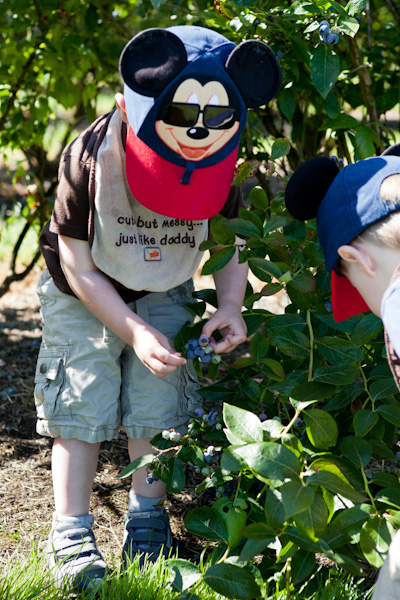 Will picking blueberries