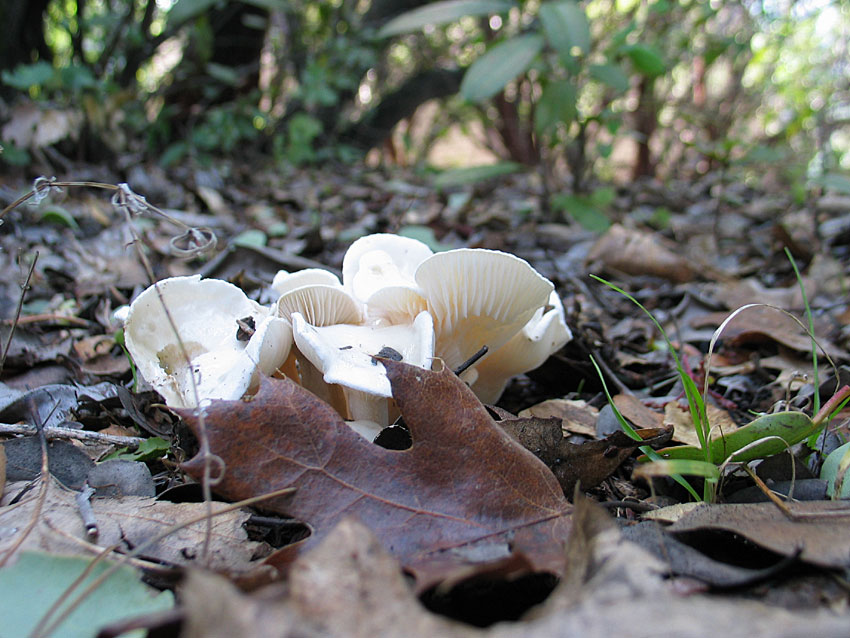 White fungus, quite tasty (or so I hear)