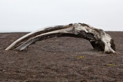 Bowhead Whale Skull