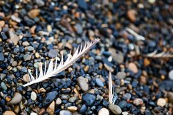 Feather in gravel
