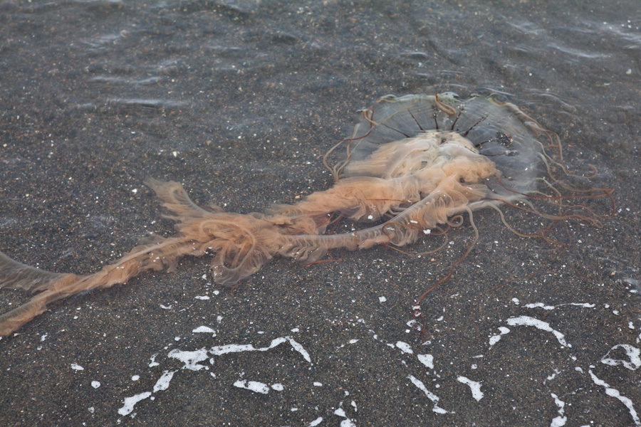 Jellyfish in the Arctic Ocean