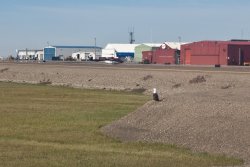 Fake "lonely eagle" at the Deadhorse Airport